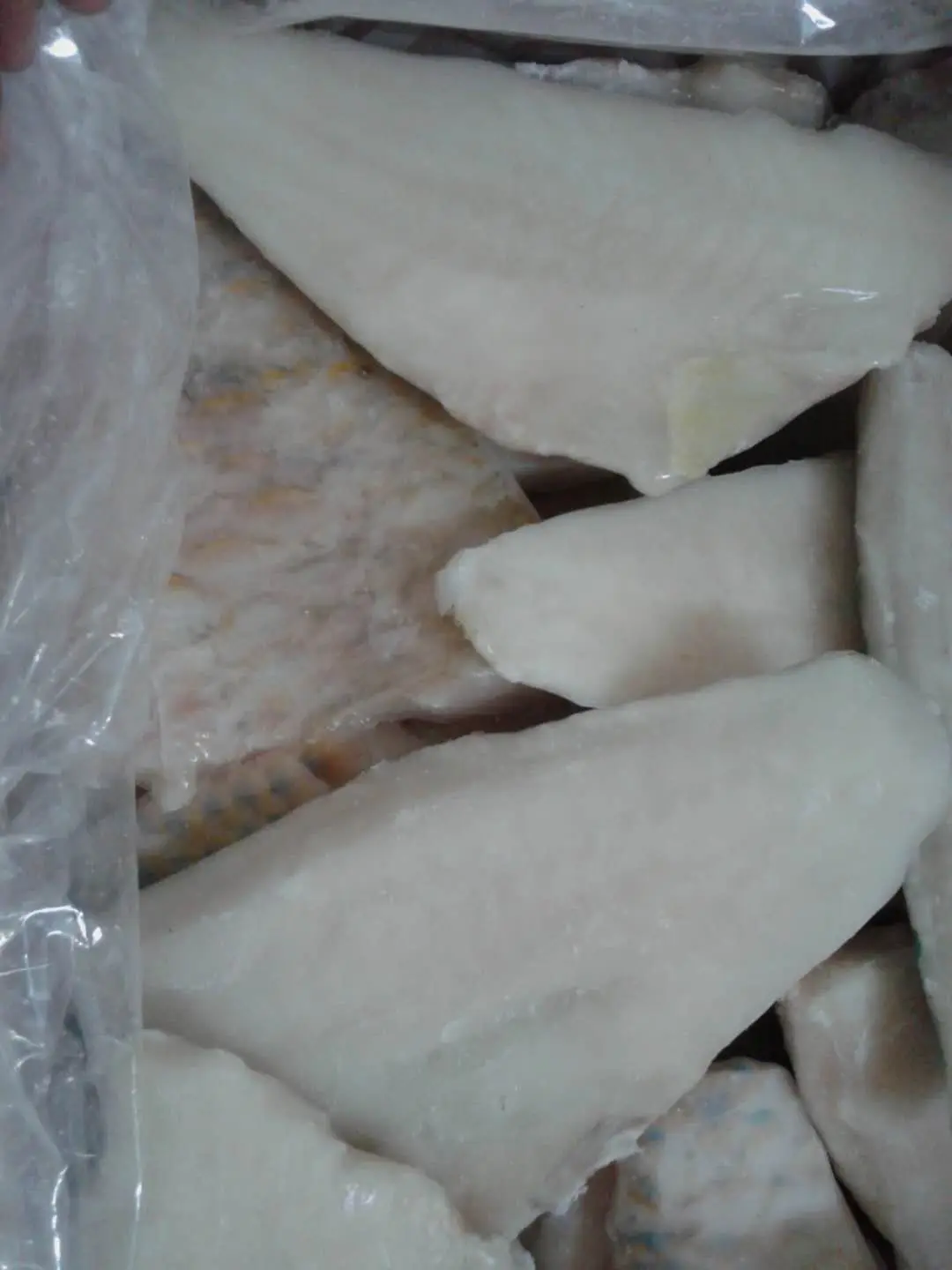 Frozen Parrot Fish Fillet Indonesia