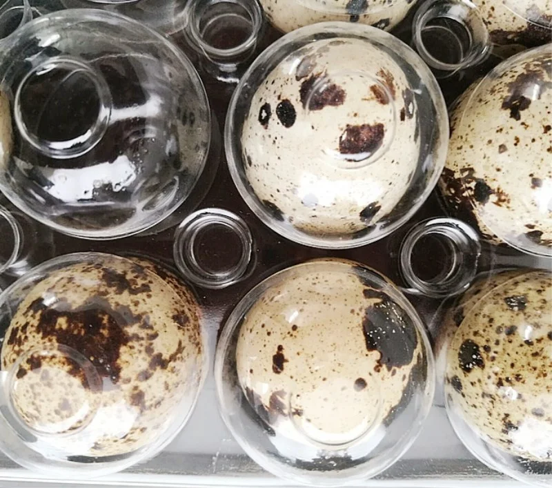 Plastic quail egg tray,quail egg cartons for sale,quail egg packaging