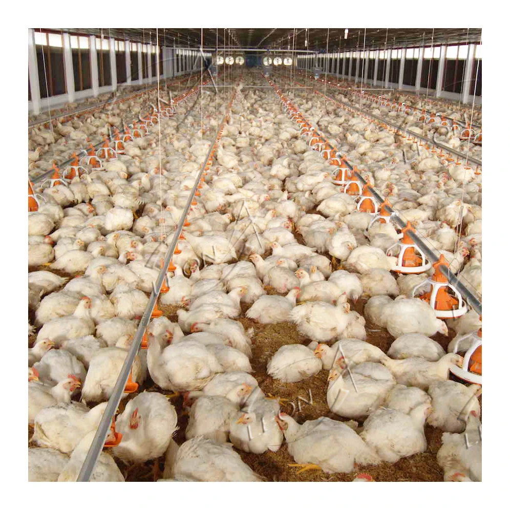 High quality automatic chicken farm system poultry equipment