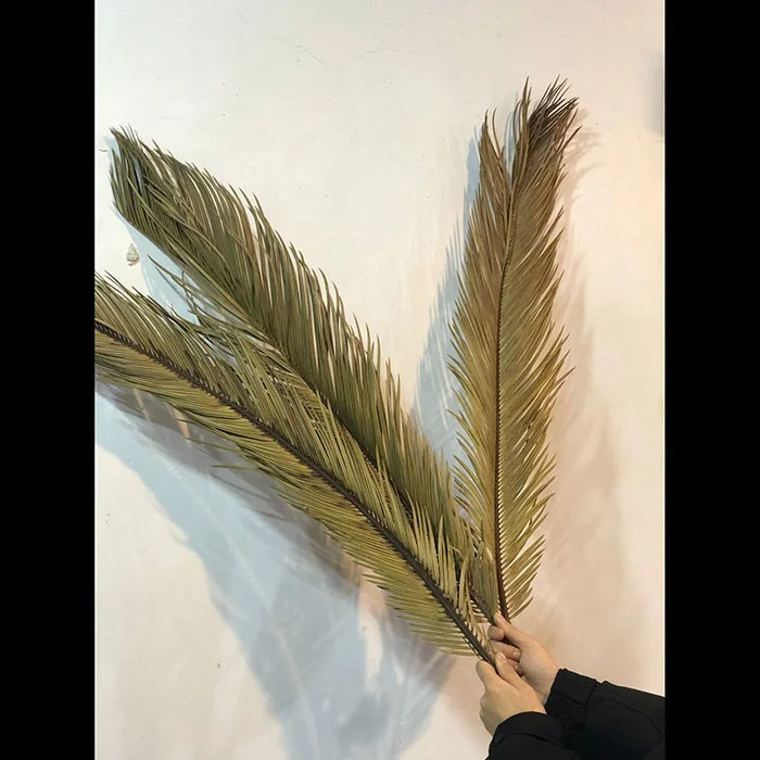 factory Direct price dried  flower preserved decorative palm leaf natural real dried palm leaves for home decor