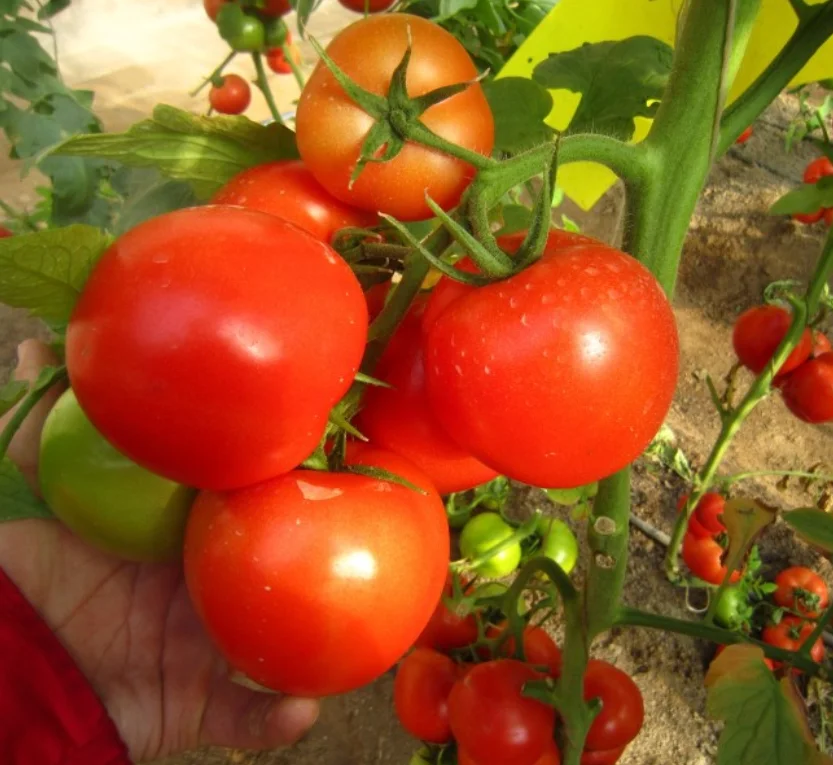 Семена томатов