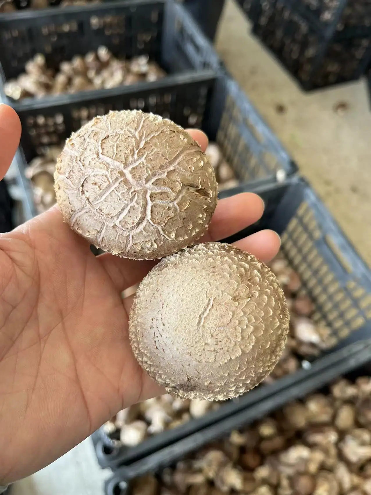 Exotic Chinese Factory Growing Flower Fresh Shiitake Mushroom Wholesale Price