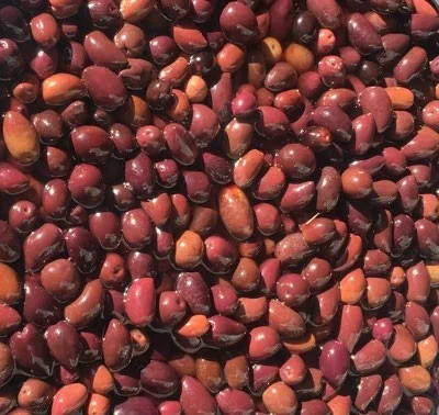 Greece Olive Color Sorter Machine Olive Seed Color Sorter Intelligent CCD Optical with Remote Assistance and CE Certification