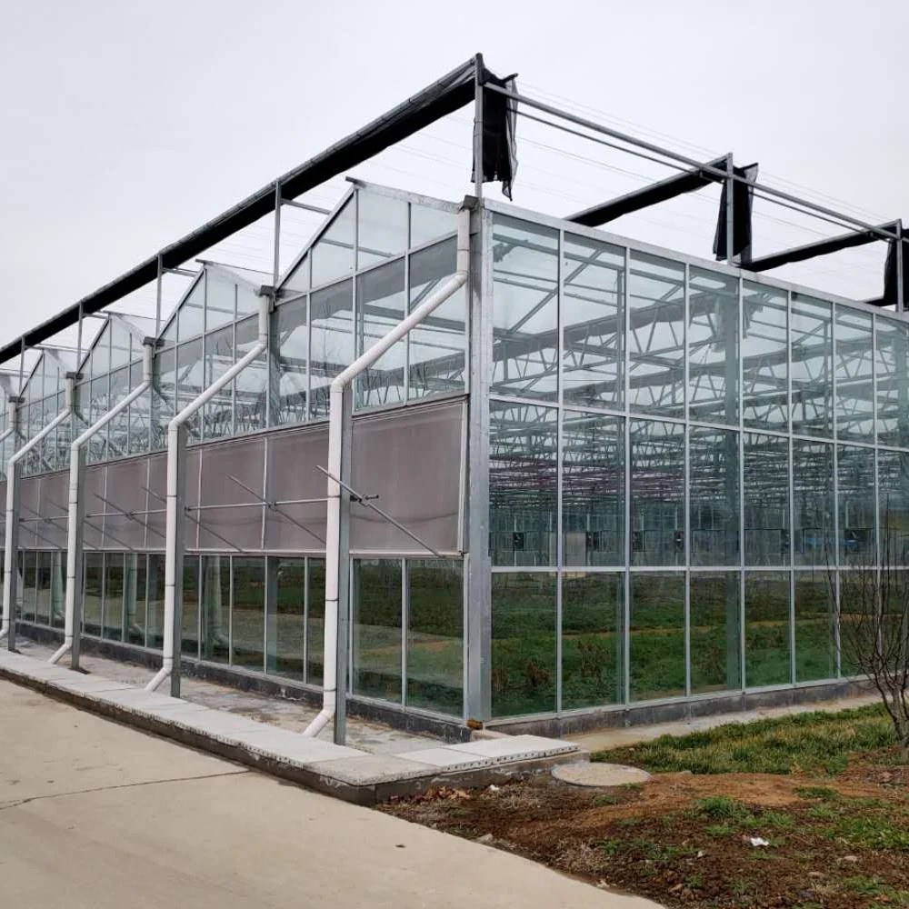 
Multi-span Venlo Glass Solar Greenhouse for Flower Vegetable Fruits Planting 