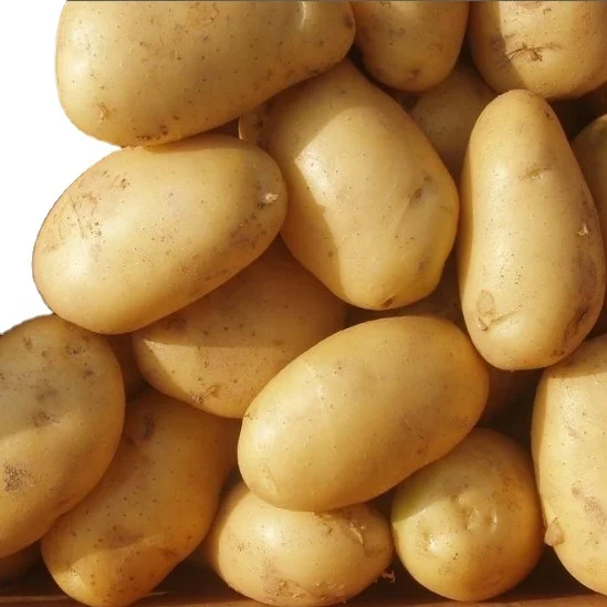 2021 new crop  Chinese fresh potatoes hot sale factory price potato Holland potato