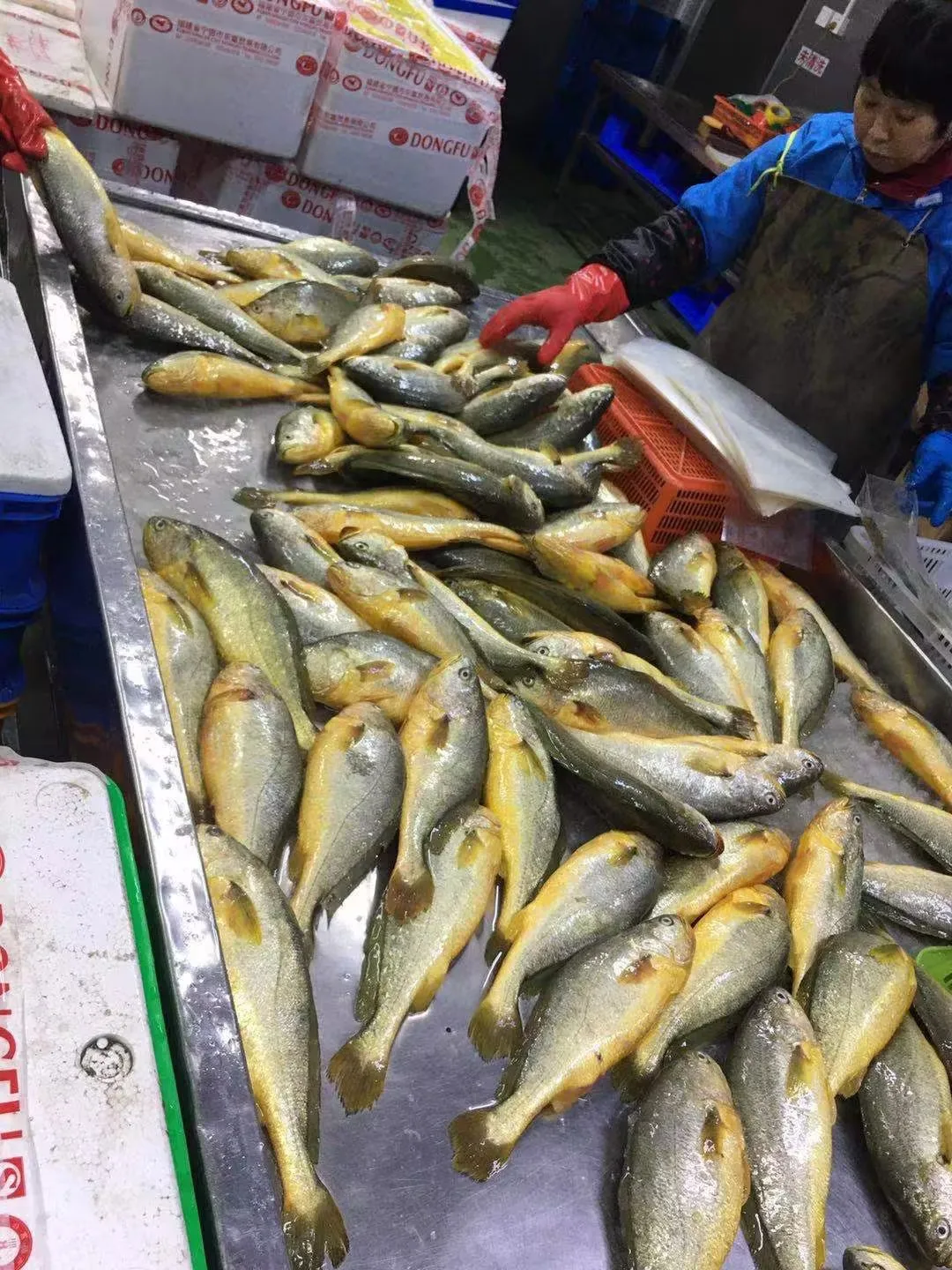 Свежие морепродукты целые круглые замороженные желтые гормелье рыбные масти