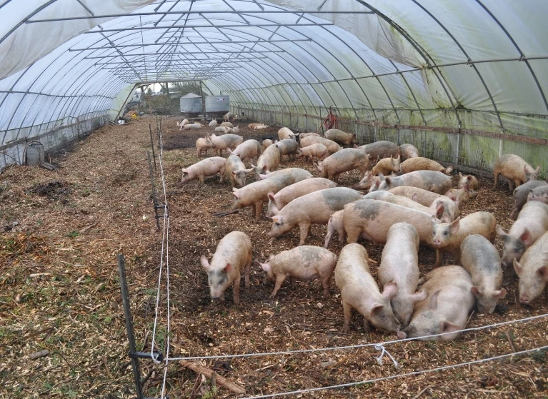 Agricultural Greenhouses farming snail tunnel Greenhouse plastic film Cultivation Shed Skeleton tomato greenhouse for sale