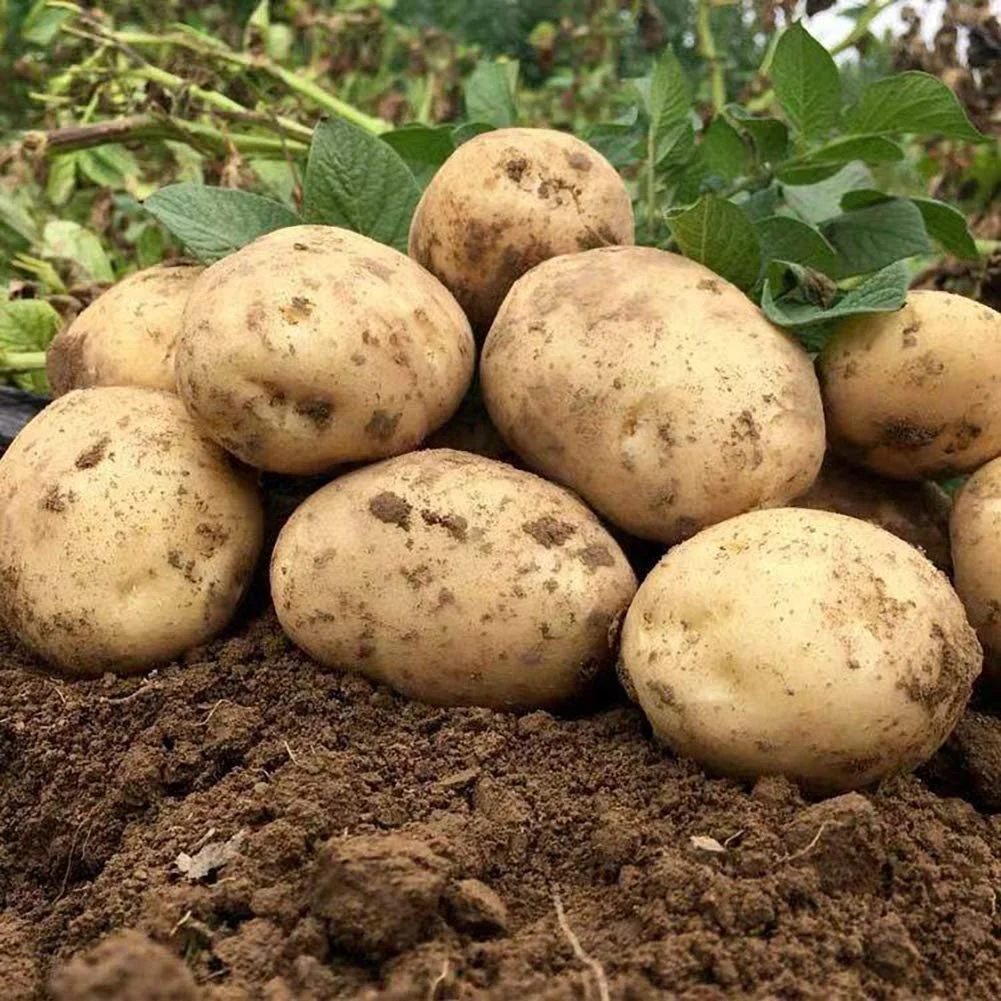 
Fresh Potato in Wholesale rate 