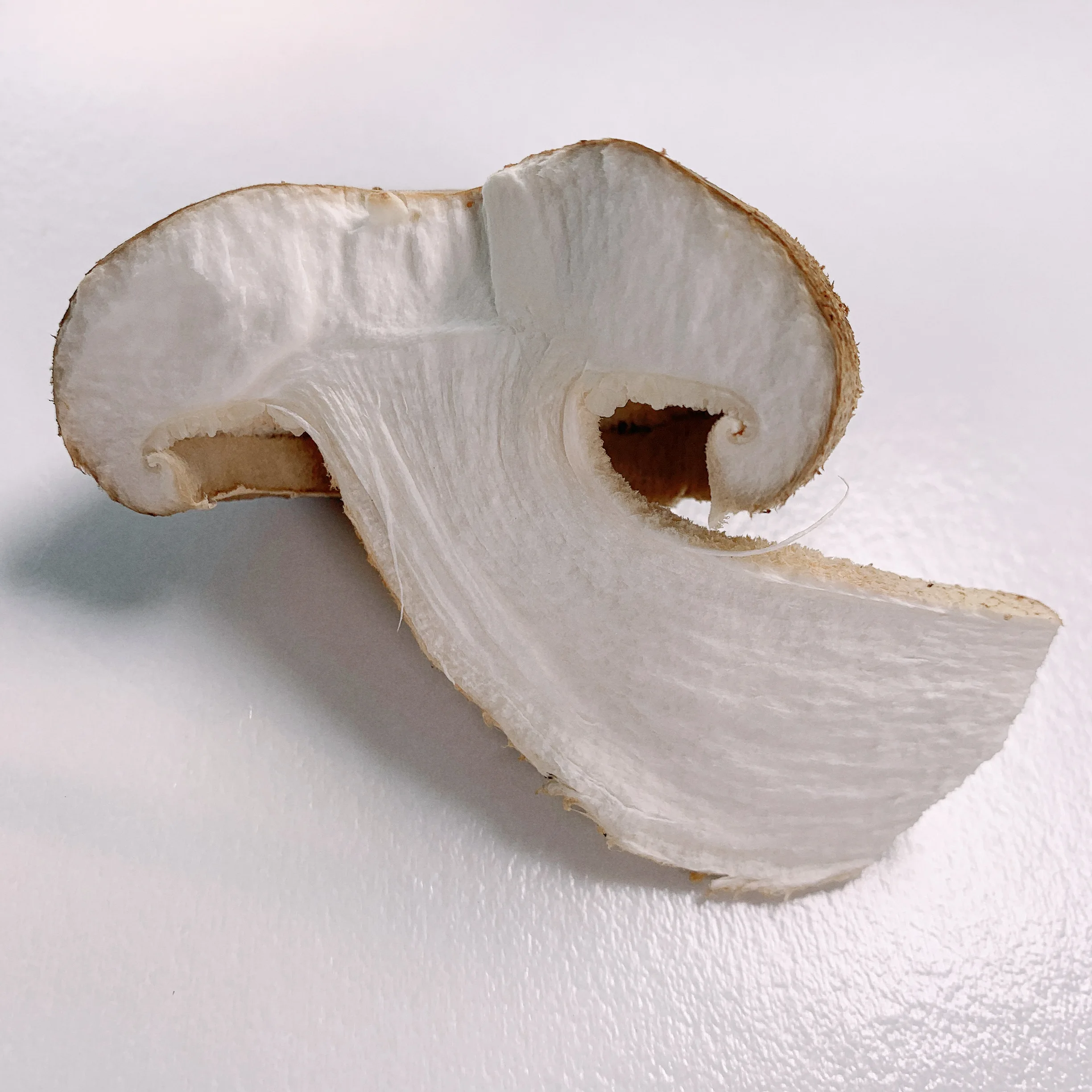 The Fine Quality Mushrooms Fresh Price Shiitake Mushroom For Supermarket