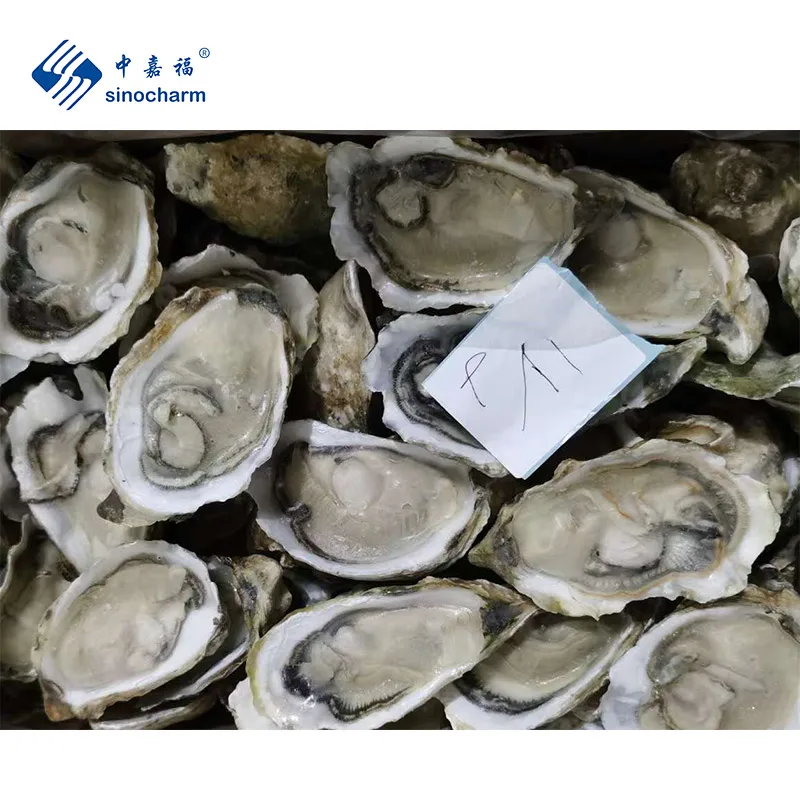 Sinocharm BRC одобрено 10-12 см замороженные морепродукты без песка IQF половинная оболочка Устрица замороженная
