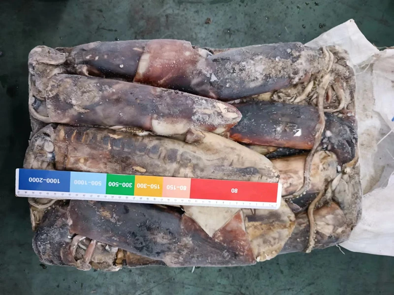 Good Quality Seafood Equatorial Squid 15kg Bag Packing BQF Frozen Gigas Equator Squid