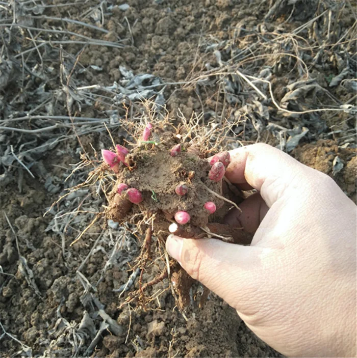  Китайские лампы высокого прорастания Shao yao Paeonia лактиflora для продажи