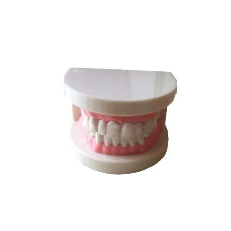 Resin Tooth Model Decoration Medical Teaching Dental Model Dental Oral Teaching Dental Cast Advertising Gifts