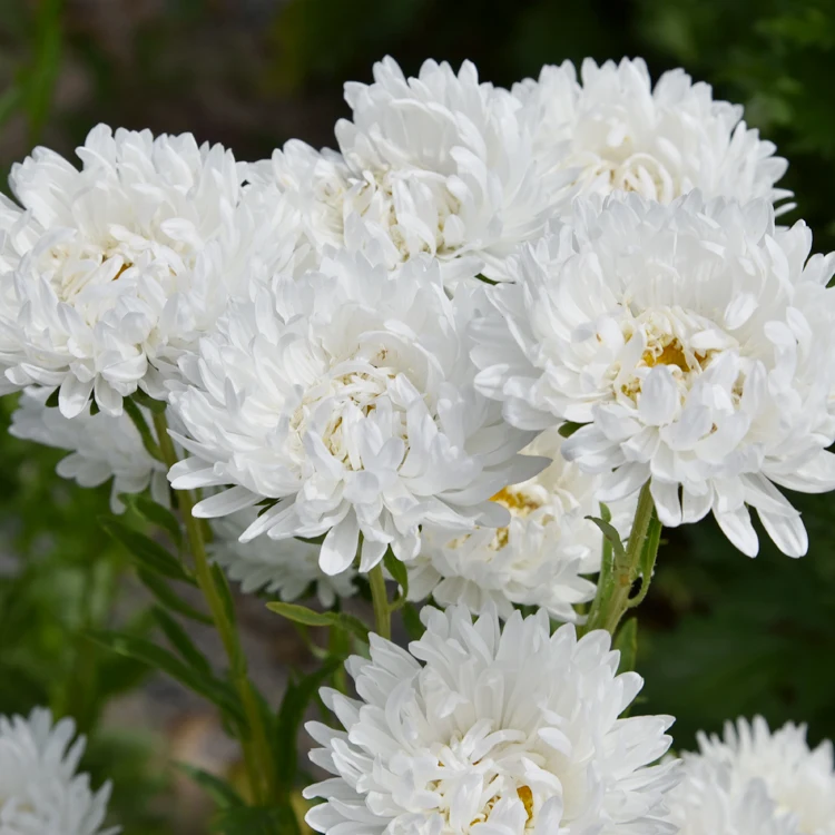 Retail bulk quality Aster seeds Callistephus chinensis flowers Seeds For planting