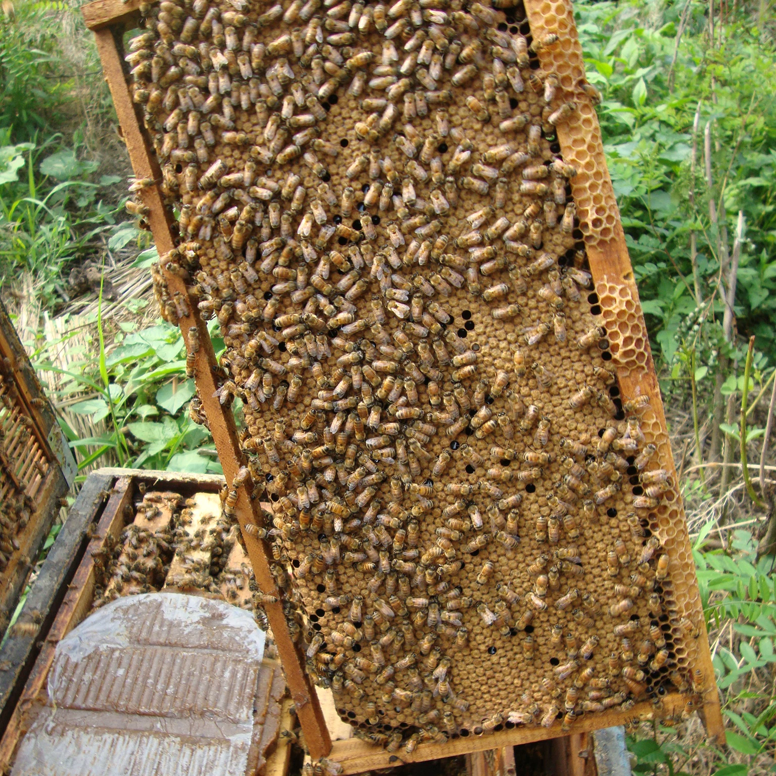 
Bee Pollen Mixed Pollen 100% Pure Fresh Organic Mixed Bee Pollen From Professional Manufacturer 