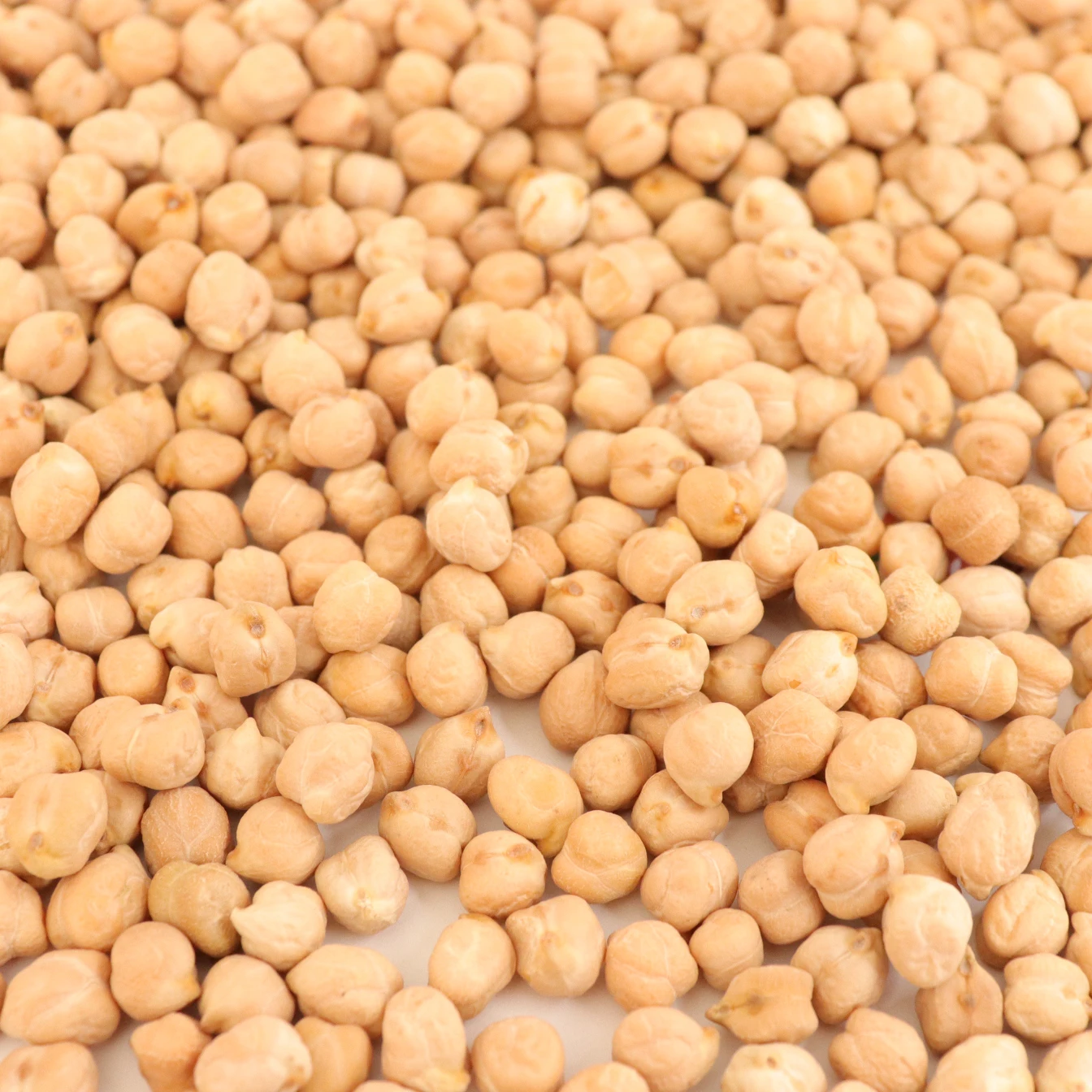 Wholesale Organic Chick Pea Desi Chickpea Dried Kabuli Chickpeas