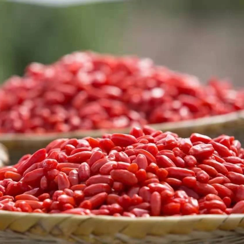 
Chinese Organic Goji Berry Dried Red Wolfberry Matrimony Vine Lycium chinense Mill sun dried bulk in stock 