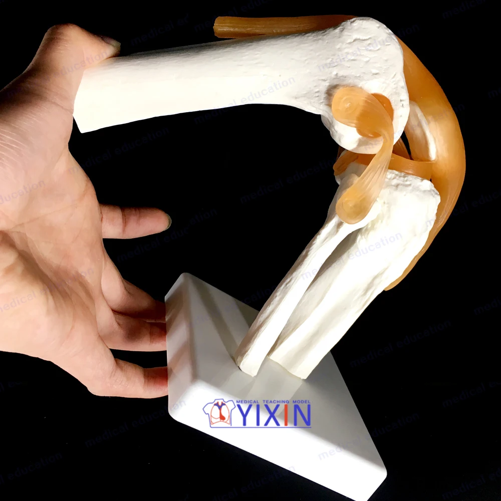 
Human Knee Joint Skeleton Model with Ligament Function Model for Medical Learning 