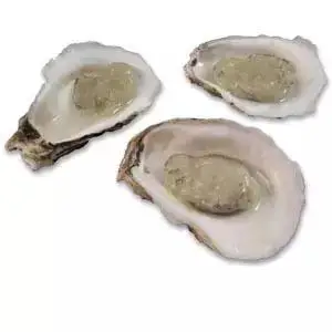 Quality Oyster Seafood New Season Seafood Products Reasonable Price Oysters Good Taste Oyster In Stock in wholesale price