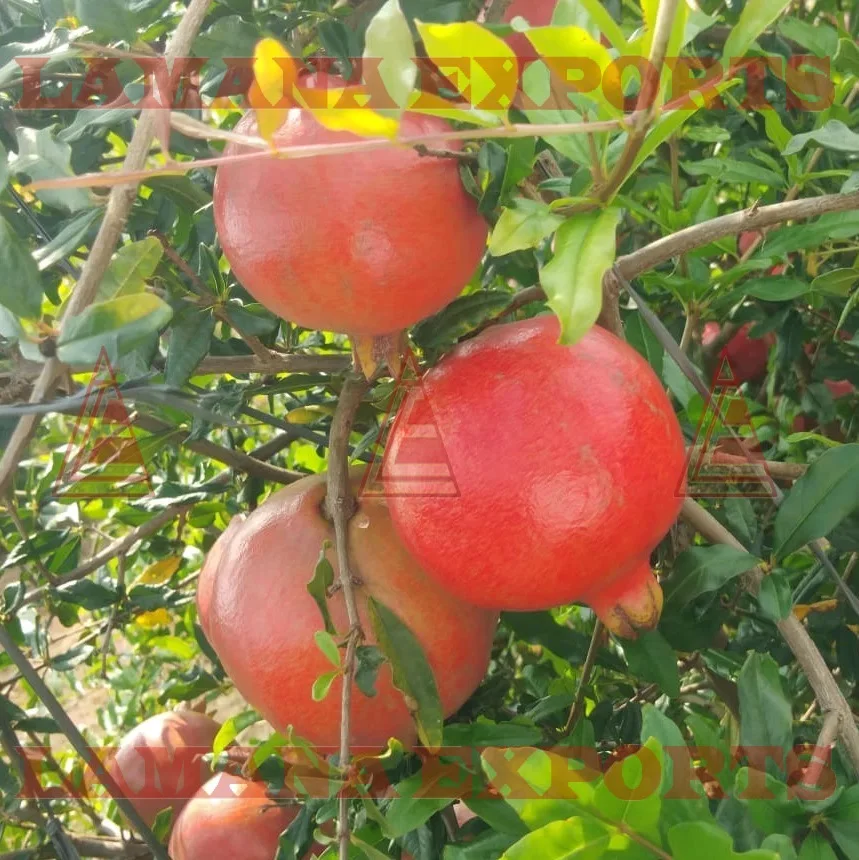 High Quality Pomegranate Fruit India Export for Thailand Malaysia Singapore Vietnam New CROP