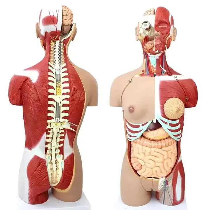 Medical teaching AIDS Bone 28CM human trunk model Human internal organs anatomical model