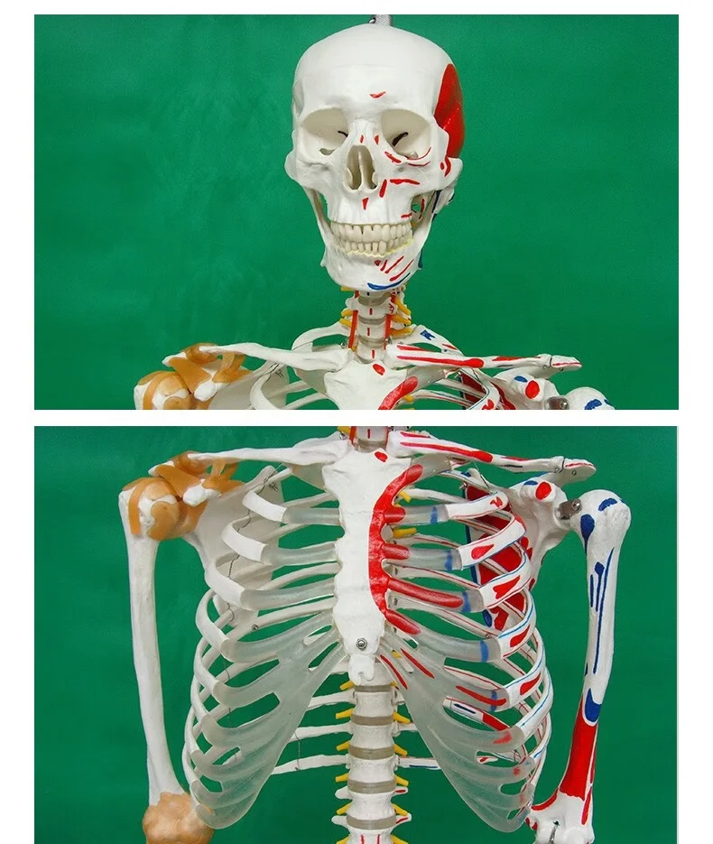 Skeleton with Muscles and Ligaments 180cm Tall  Life Size Human Bone  Anatomical Medical Science Full Size Model