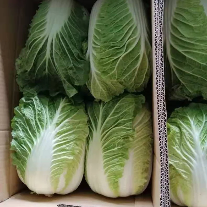 Fresh cabbages Chinese cabbage fresh vegetables