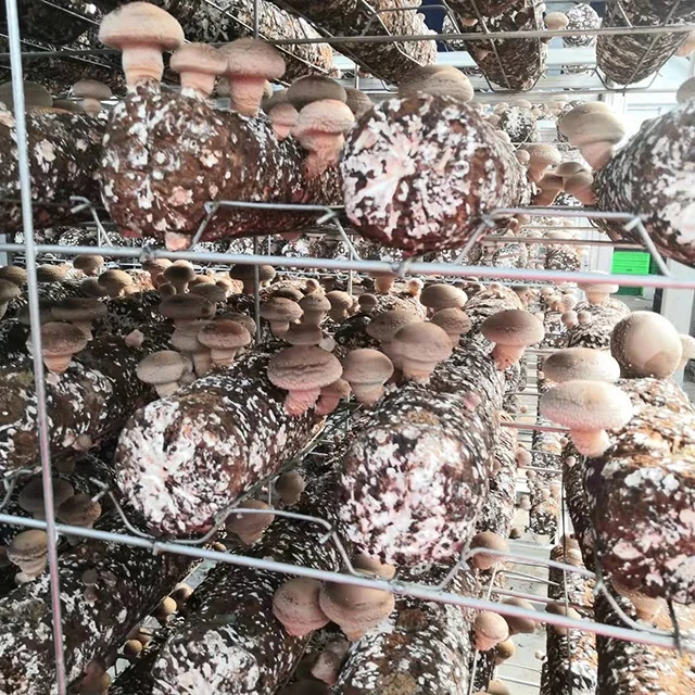 shiitake mushroom spawn of best quality welcomed in Japan and Korea