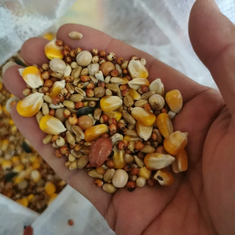 Wholesale 20kg 25kg Pet Food Bird Seed Feed corn Beans Mixed Racing Pigeon Food Pigeon Food Natural Mix Seeds