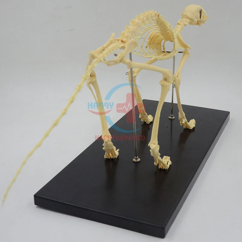 HC-R125A veterinary medical feline model Cat skeleton demonstration model