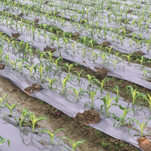 Eco Friendly Pbat PLA Biodegradable Mulch Mulching Film for Agriculture