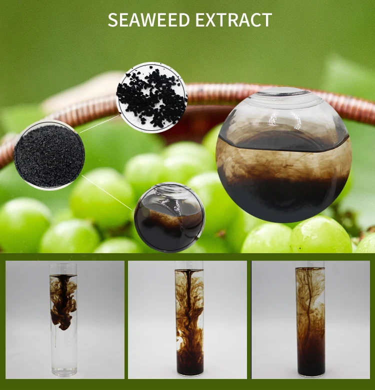 100% fresh nutrients complement 20% root development agent Alginic acid  Factory seaweed extract fertilizer