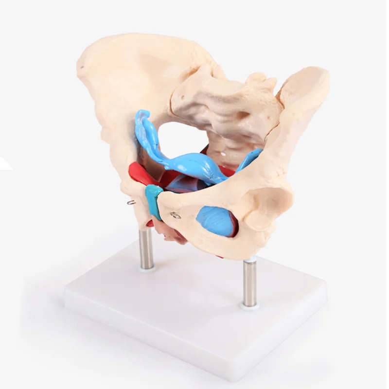 ADA-A1037 Female Pelvis Model with Pelvic Floor Muscle Anatomical PVC Skeleton Organ Model for Medical Science