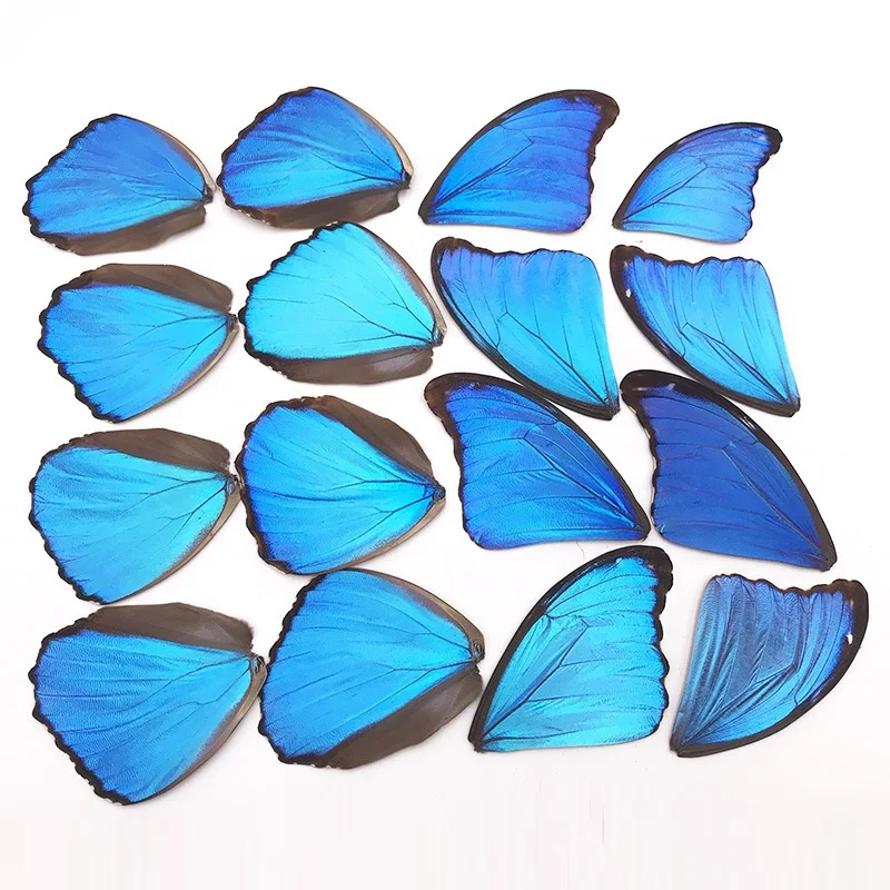 taxidermy DIY real unspread butterfly specimen Butterfly wing specimen DIY material butterfly wing