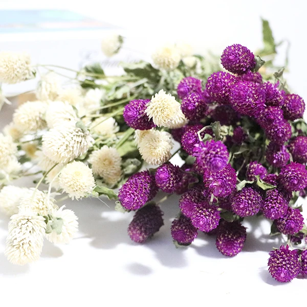 Boho decor 40-50 heads dried natural pink white dried purple Gomphrena globosa flower