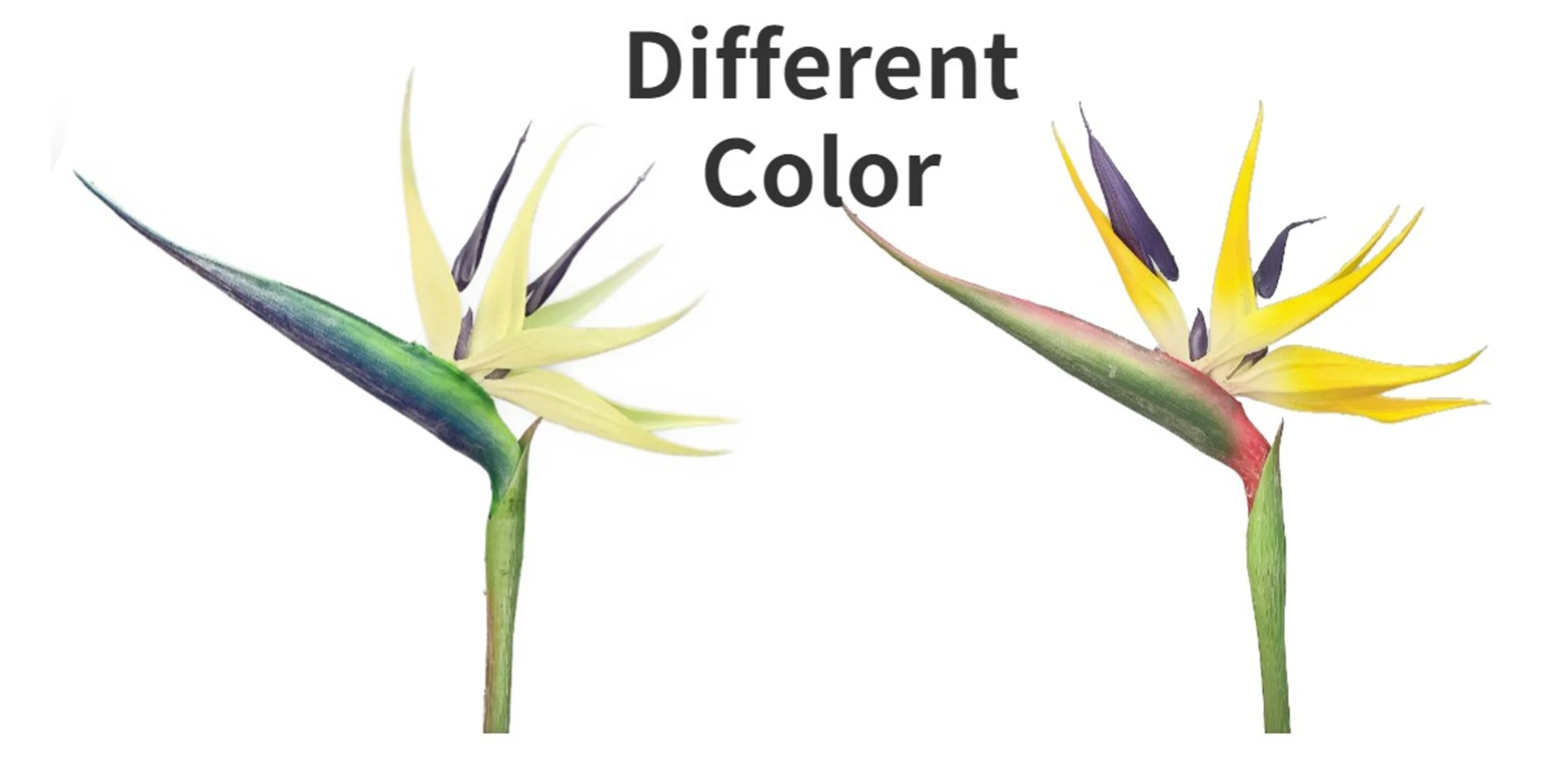 -.png