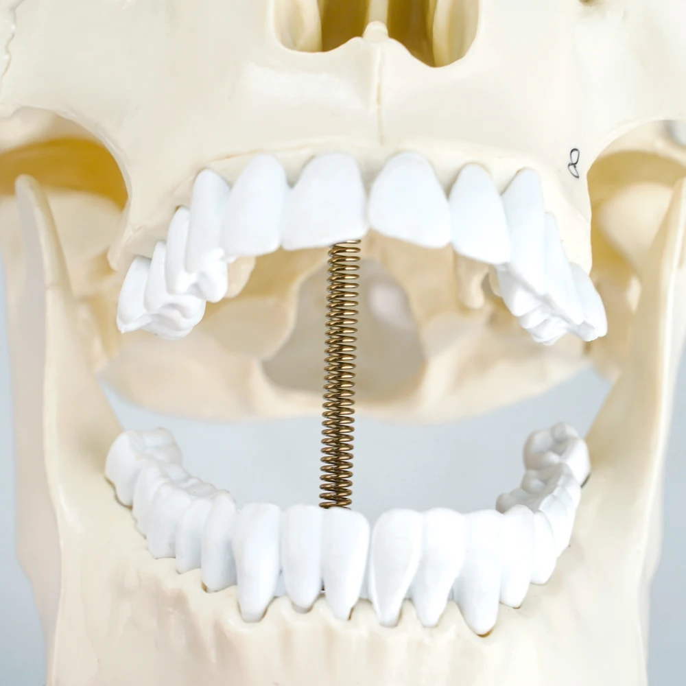 Plastic Human Mini Simulation Skull Dental Model Teaching Medical Anatomical Skull Model With Brain