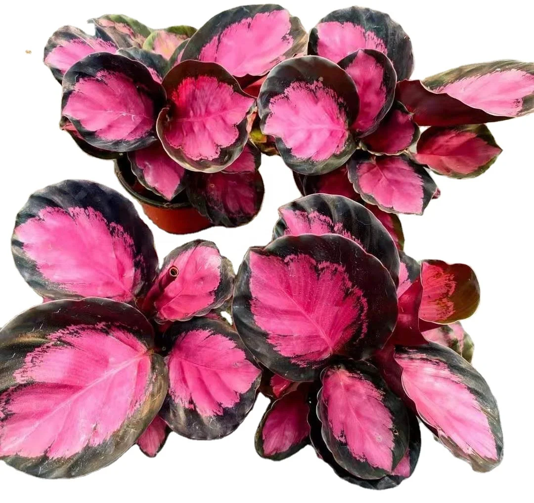 
High quality wholesale limited supply Calathea crimson rusco ornamental live plants real bonsai 