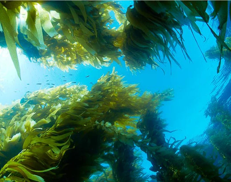 
Deep sea seaweed extract Ascophyllum Nodosum Kelp Extract soluble powder 