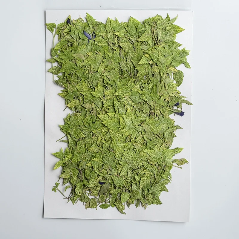 Butterfly Lotus Leaf Scrapbooking Epoxy Resin Natural Plant Eco-friendly Real Pressed Flower