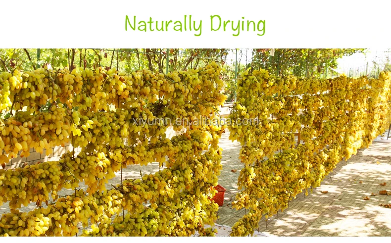 Wholesale Green Raisins Dried Fruit China Sun-Dried No Additives Green Raisins Price