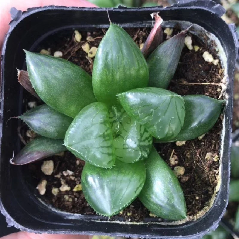 Wholesale of succulent plants Indoor ornamental plants  Haworthia