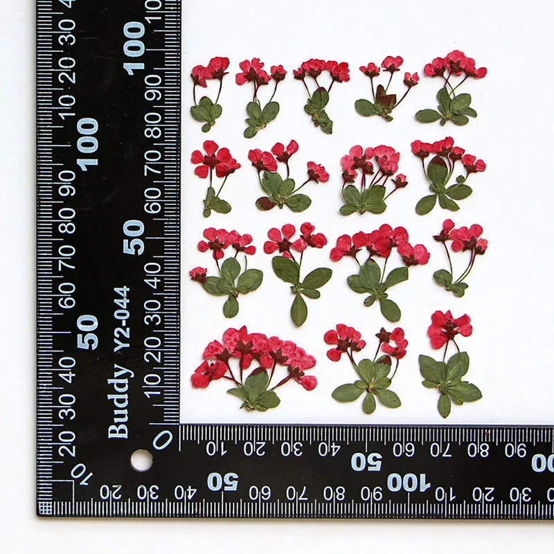 new product Diy Material dried dry giantfalsespiraea pressed False Spiraea flower for nails Bookmark Phone case photo frame