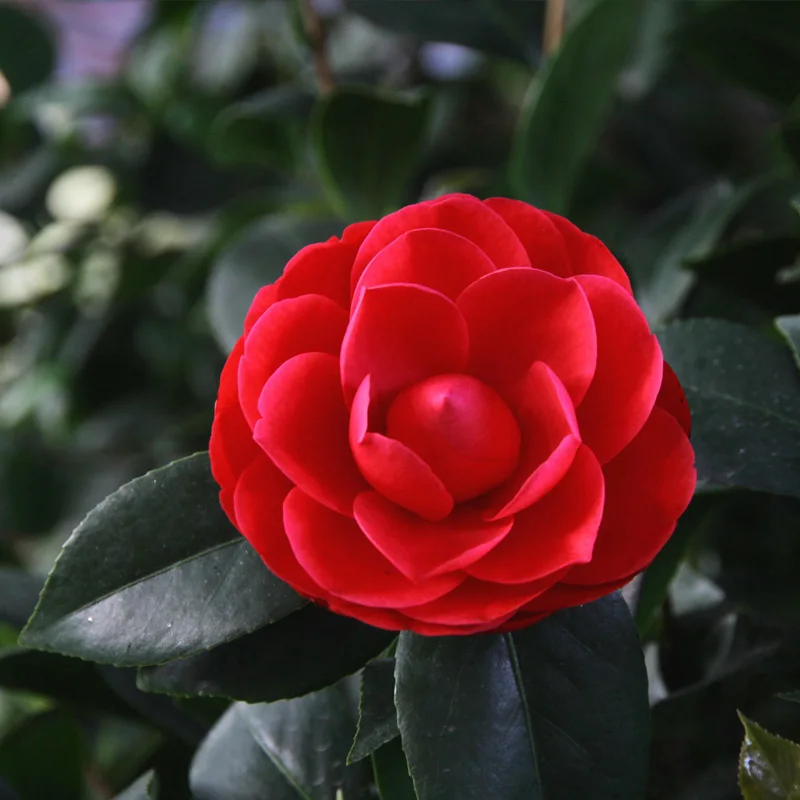 
Garden Bonsai Flowers Tree Seeds / Camellia Flower Seeds For Planting 