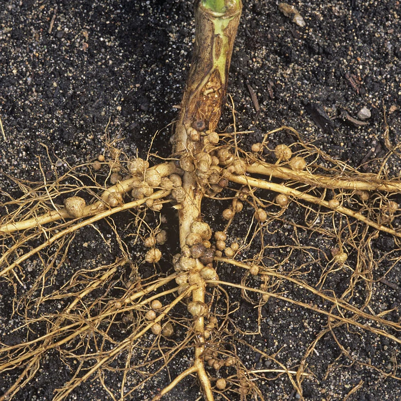 Bio Fertilizer  rhizobium inoculum biofertilizer 100% water soluble