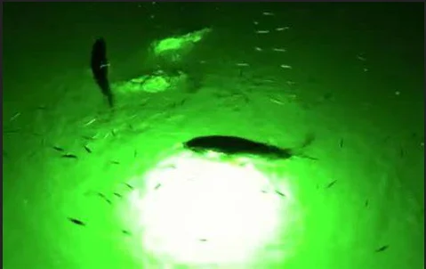 
High Brightness Long Distance Waterproof Squid Deep Sea Led Fishing Lights 