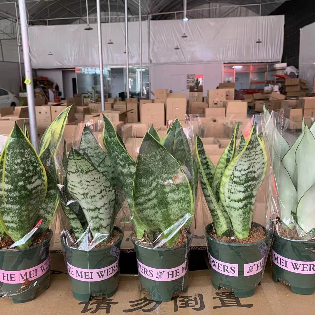 Sansevieria plant Hot sale Indoor & Outdoor plant Sansevieria bonsai
