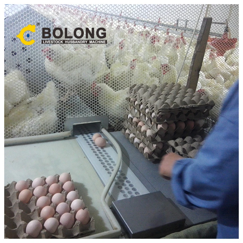 BOLONG poultry automation equipment chicken poultry farm equipment free range chicken barn