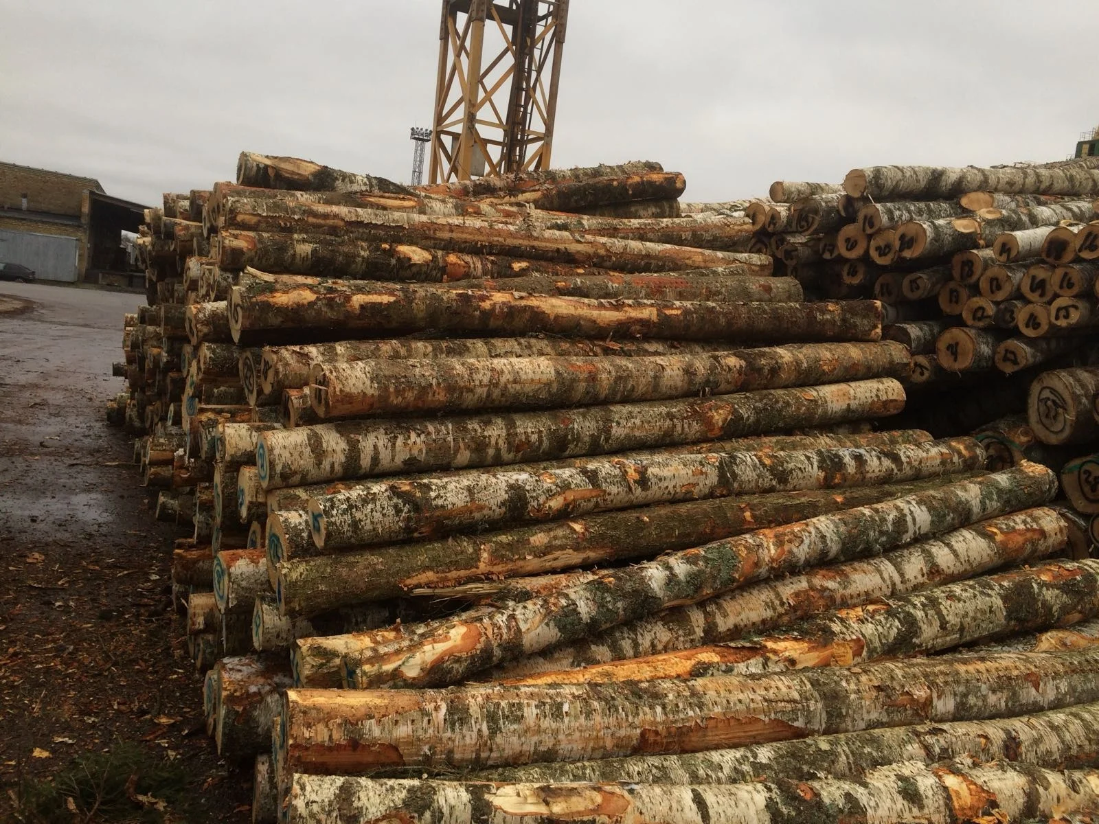 
White Birch Logs - Latvia origin - C grade - 12cm+ 