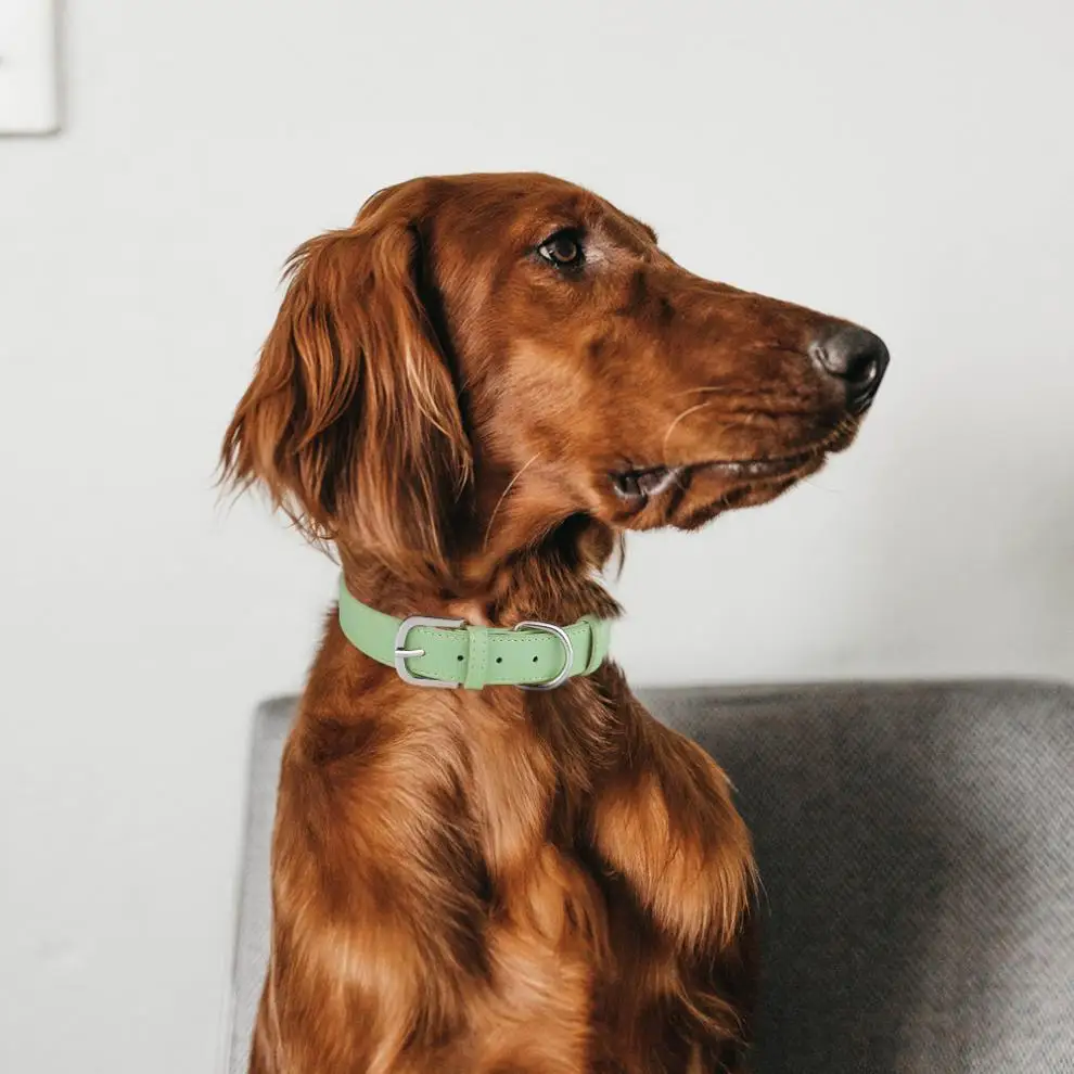 Rarewe Pet Collars Custom Luxury Personalized Tactical Heavy Duty PU Leather Necklace Popular Outdoor Walking Leather Dog Collar